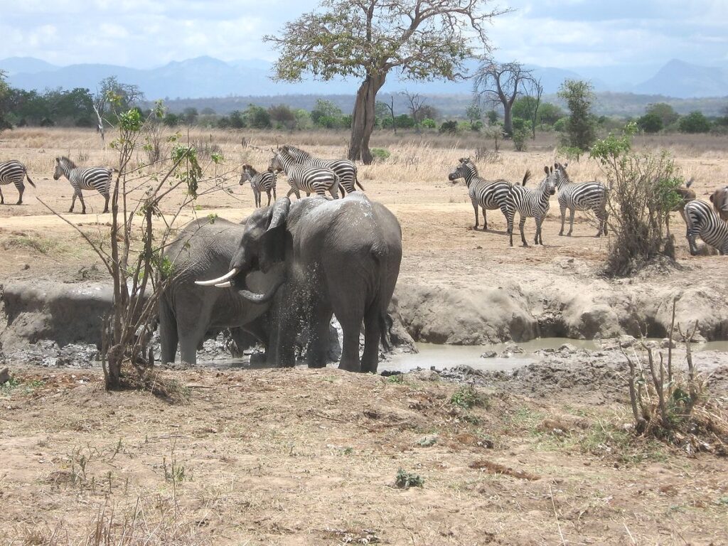 Elephant_in_Mikumi_National_Park
