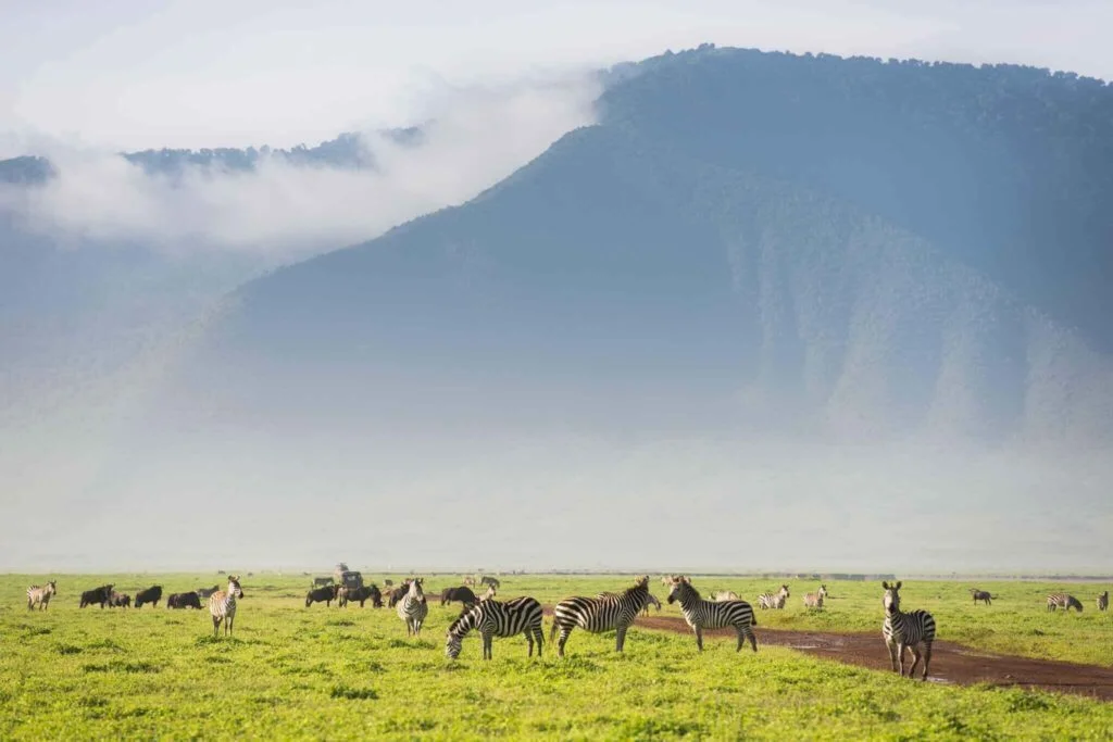 Zebras-in-Ngorongoro-crater