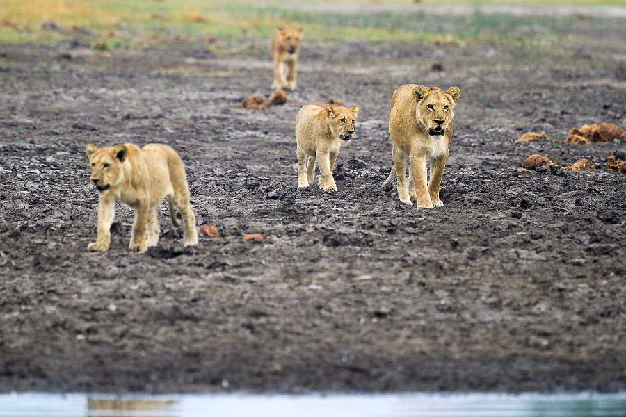 18-Day Luxury African Safari