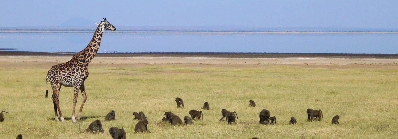 Affordable Tanzania Safari