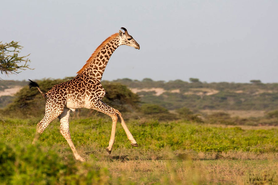 Luxury Serengeti and Ngorongoro Safari