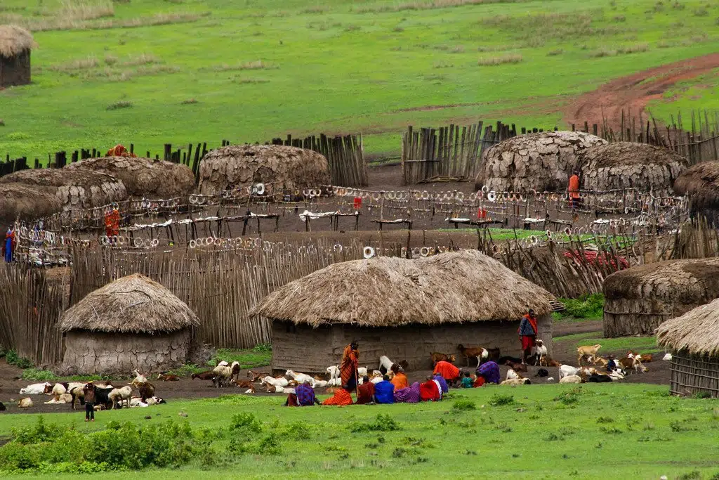 Maasai-bomas