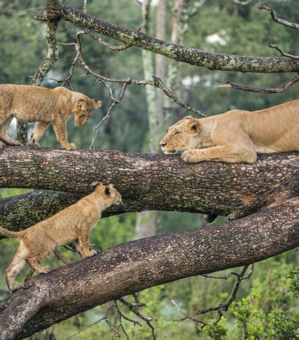 Activities in Lake Manyara National Parkss 11-Day Budget Best of Tanzania & Zanzibar Safari