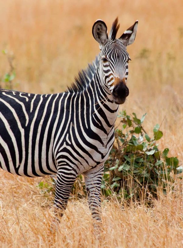 Mikumi National Park zebra 7-Days Beyond Wildlife Safari in Tanzania