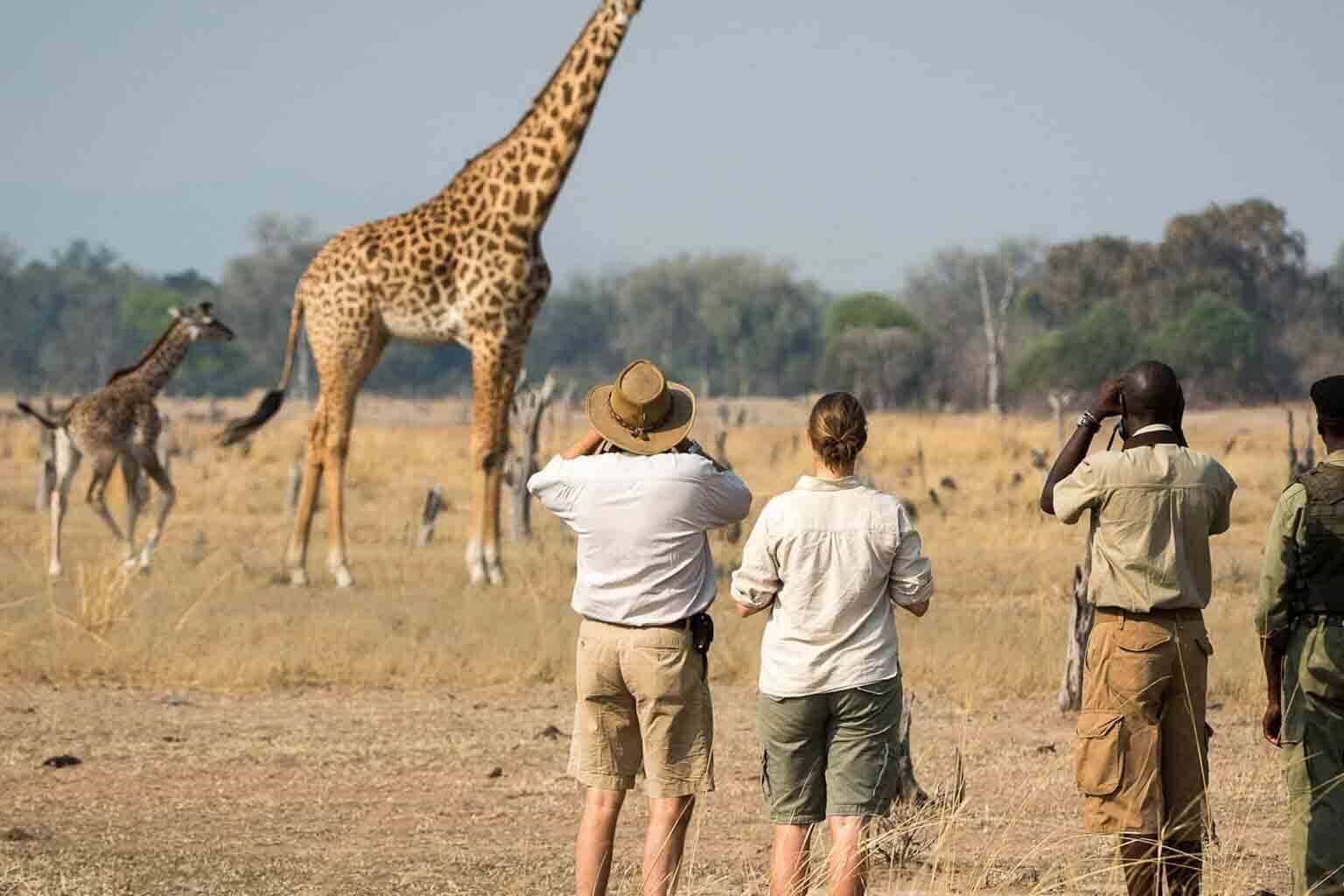 Walking Safari