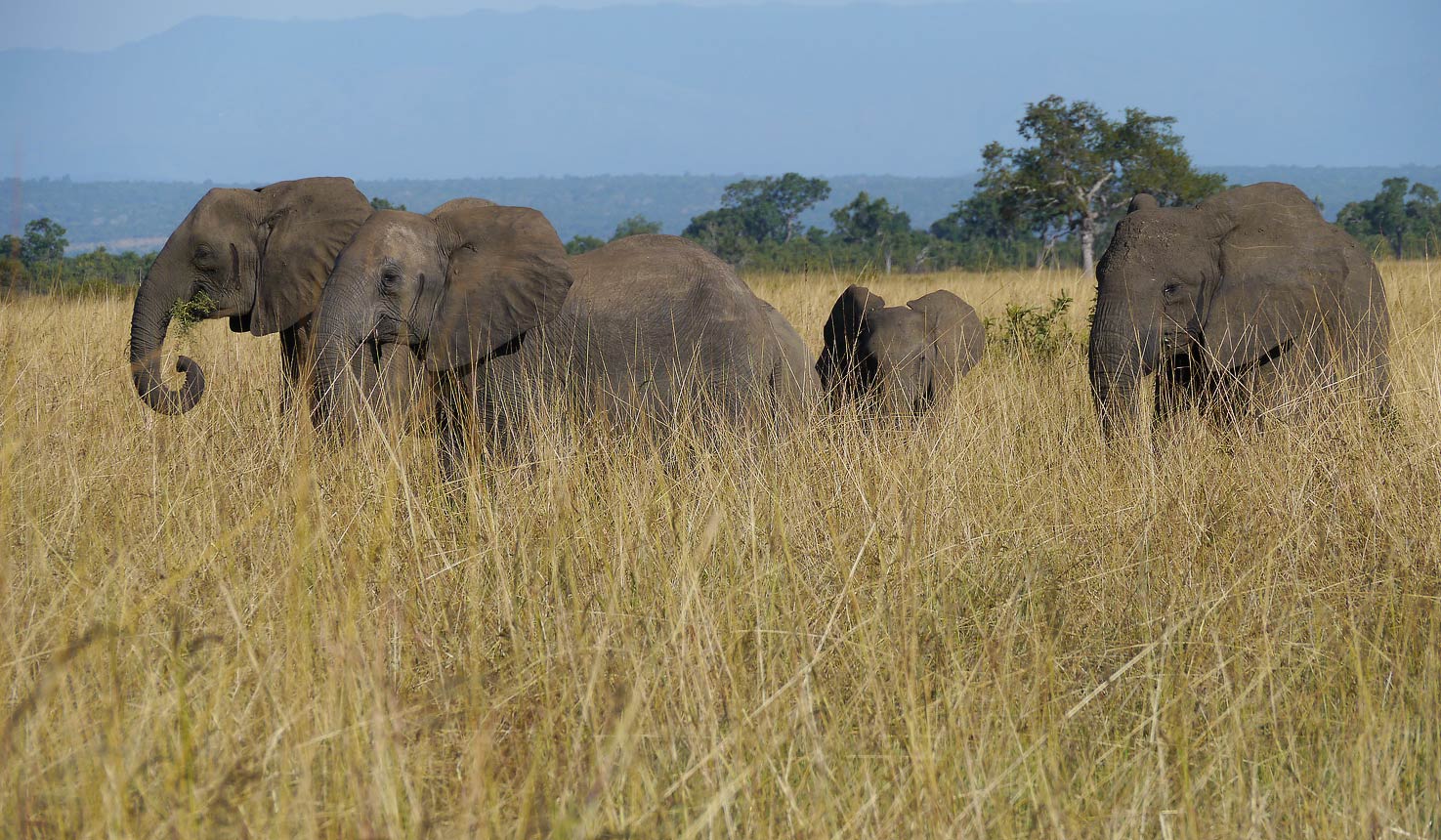 Mikumi National Park