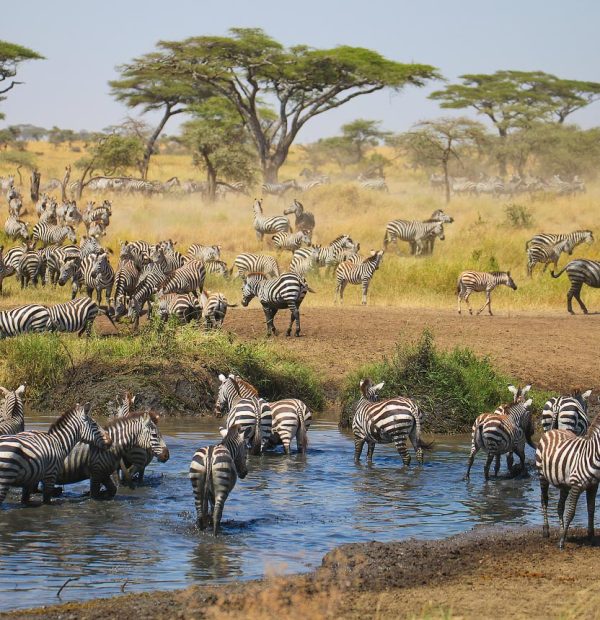 8-Day Tanzania Luxury Safari