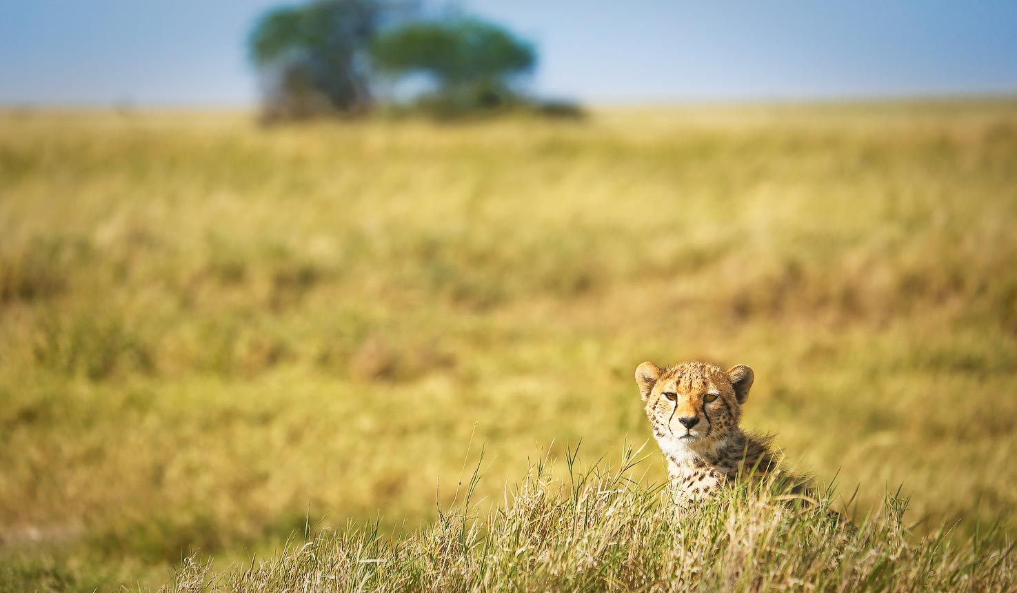 Ngorongoro CA