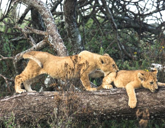 Safaris in Africa Tanzania