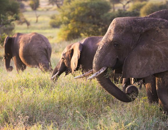 7-Day Amazing Tanzania Safari Package