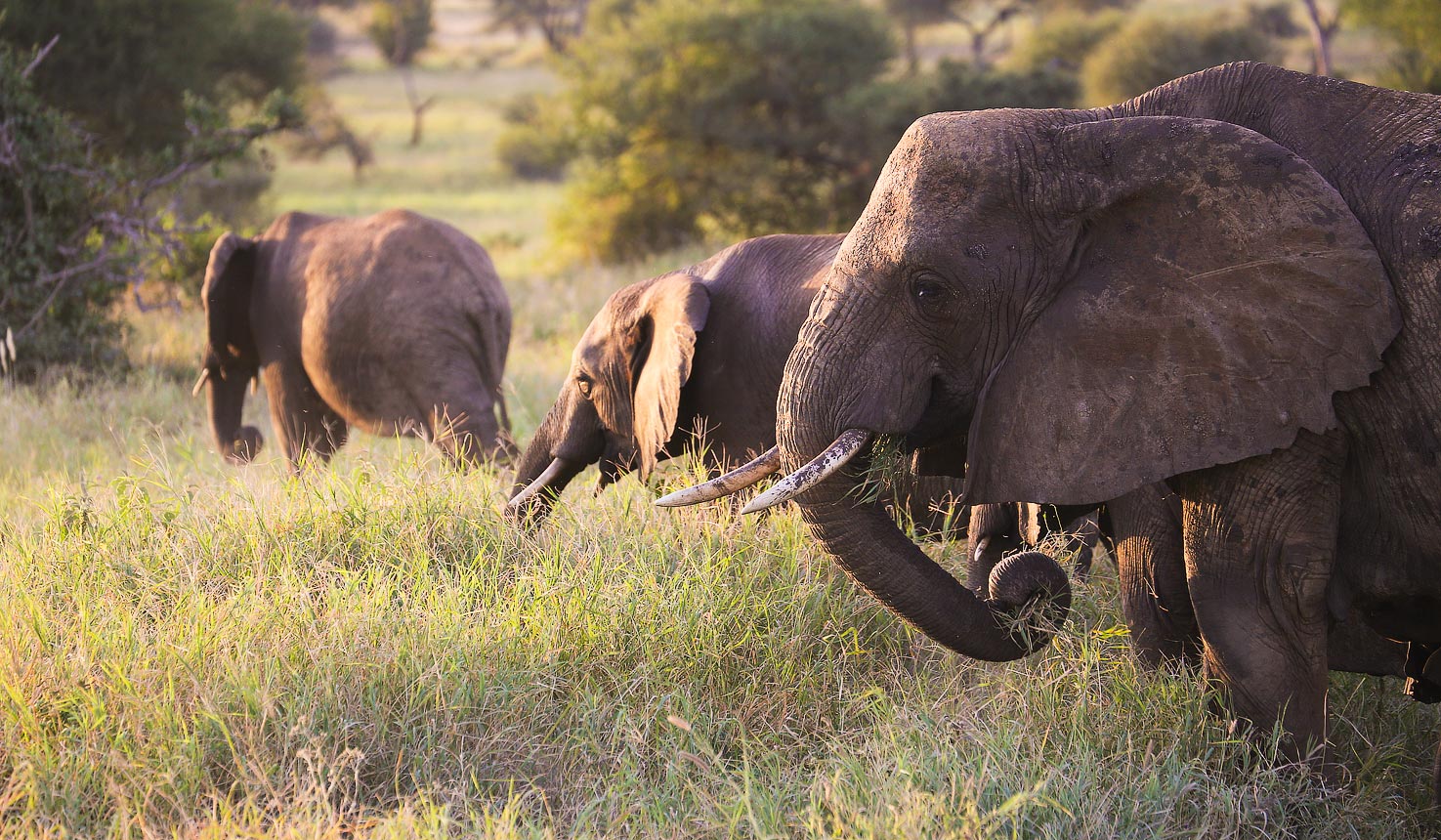 Tarangire NP