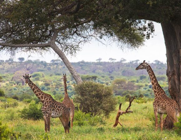 7-Day Great Migration Safari in Serengeti and Ngorongoro