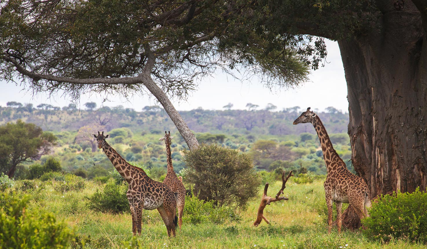 Tarangire NP