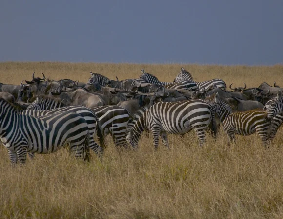 5 Days Classic Serengeti & Ngorongoro Safari