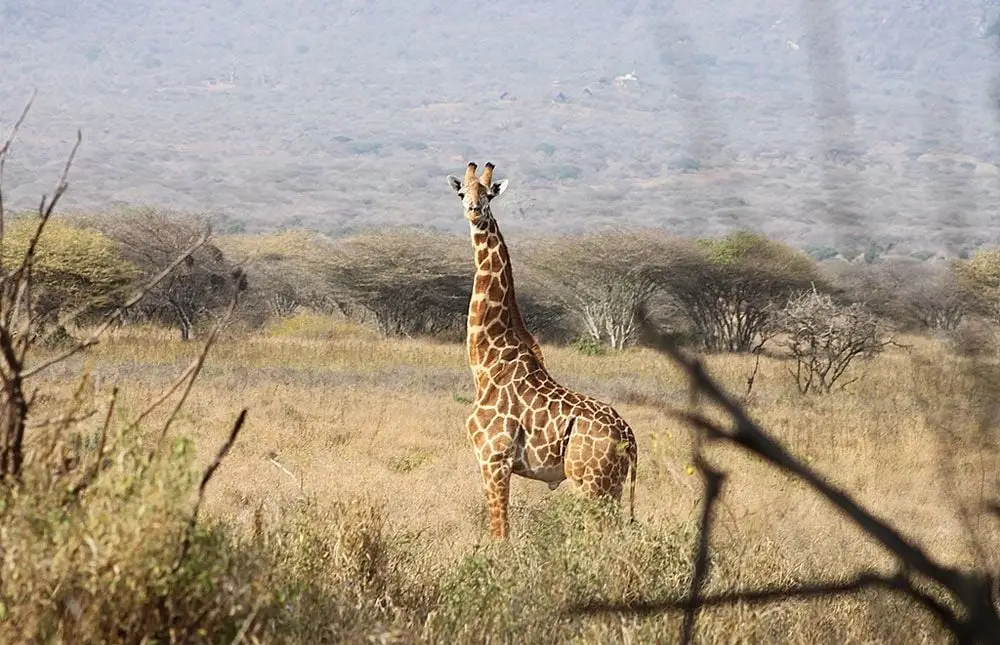 Mkomazi National Park